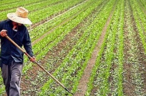 “Kənd təsərrüfatı məhsulları istehsalının subsidiyalaşdırılması” Qaydası yanvarın 1-dən QÜVVƏYƏ MİNDİ