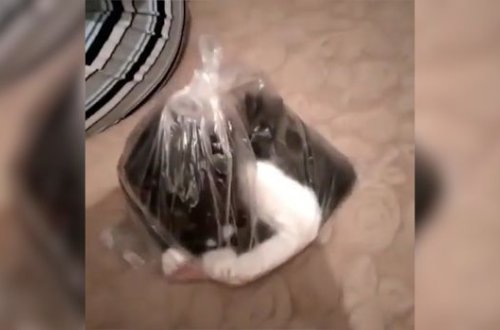 Rusiyada sərxoş şəxslərdən pişiyə qarşı vəhşilik – VİDEO