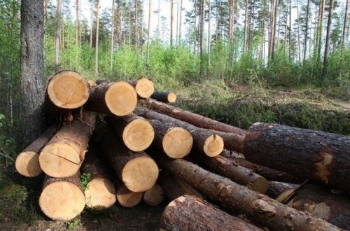 Гражданина Азербайджана оштрафовали за незаконную вырубку деревьев