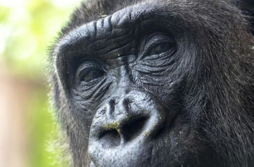 ABŞ-da ilk dəfə olaraq qorillanın gözündə katarakta əməliyyatı keçirilib – VİDEO