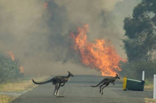 Avstraliyada yanğının dəhşətli nəticəsi: Milyarddan artıq heyvan öldü