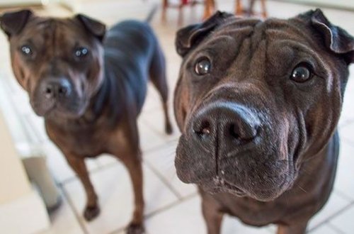 Ученые выяснили, что наличие собаки в доме спасает от шизофрении