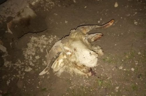 Известной правозащитнице подбросили голову барана - ЭКСКЛЮЗИВ + ФОТО