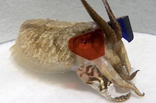 Ученые надели миниатюрные 3D-очки на каракатиц, чтобы узнать, как они видят