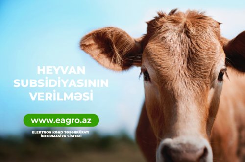 Fermerlər heyvandarlıq sahəsində də subsidiyaları EKTİS-SİS vasitəsilə alacaqlar