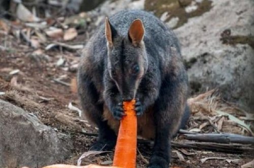 Avstraliyada yanğında heyvanların sağ qalması üçün bu üsul seçildi - FOTO