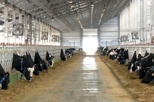 Subsidiyalar heyvandarlıq sahəsində də EKTİS-SİS vasitəsilə veriləcək