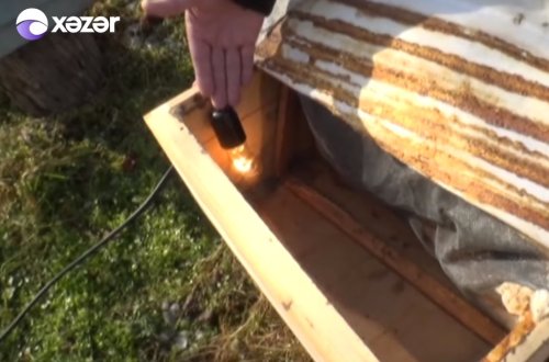 Azərbaycanda fermer elektrik lampasından görün nə etdi - VİDEO