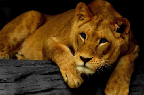 Zooparkdan qaçan cavan şir insanları heyrətləndirdi – VİDEO