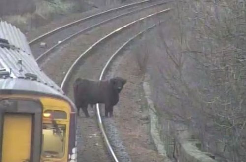 Şotlandiyada dağ inəyi qatarların hərəkətini dayandırdı – VİDEO