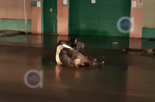 Polis Bakıda insanlara hücum edən dananı güllələdi - VİDEO