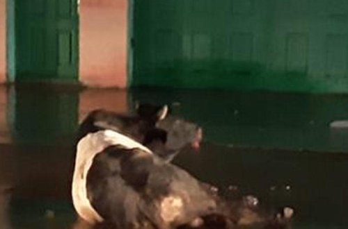 Polis Bakıda insanlara hücum edən dananı güllələdi - VİDEO - FOTO