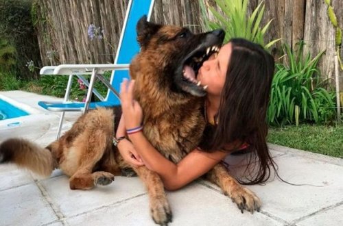 Собака изуродовала лицо девушки во время фотосессии - ФОТО