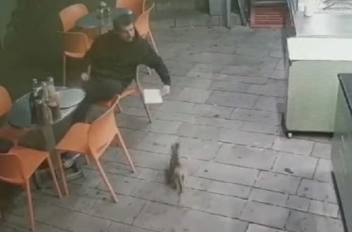 В Израиле изверг искалечил кошку – ВИДЕО