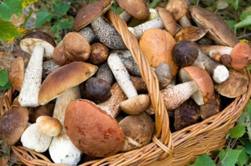 В Саатлы пять членов одной семьи отравились грибами