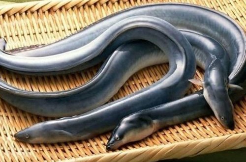 Qəbizliyə qarşı ilanbalıqlarını diri-diri uddu, ölümdən qayıtdı