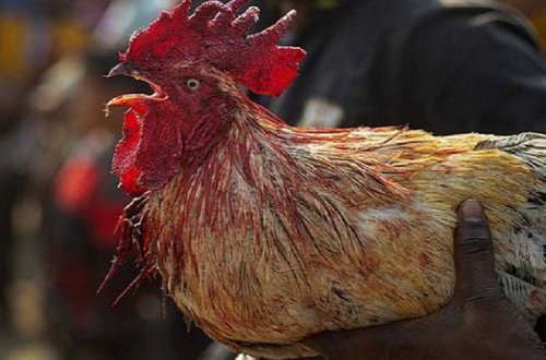 Смертельные шпоры: бойцовский петух зарезал мужчину - ФОТО