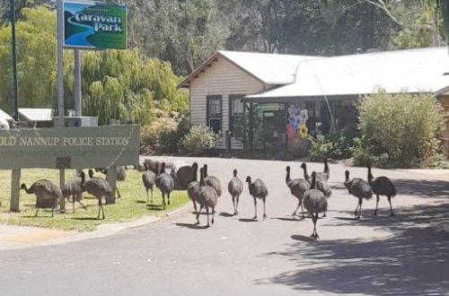 Avstraliyada dəvələrdən sonra dəvəquşular da şəhərlərə hücum etdi - Video
