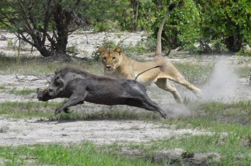 Голодная львица достала бородавочника из-под земли – ВИДЕО