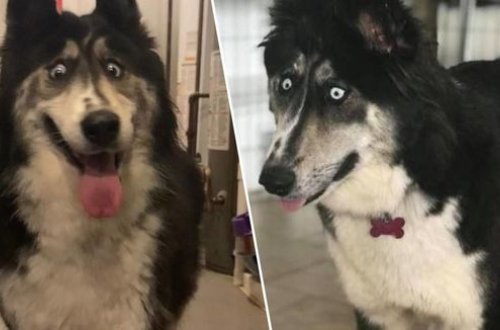 Хозяин бросил собаку из-за «удивленного взгляда»