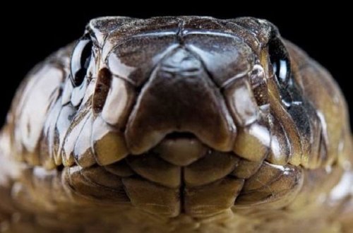 Змея, выползшая из унитаза, заставила женщину в ужасе покинуть квартиру