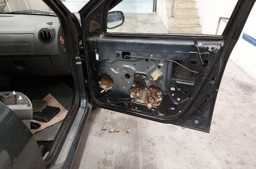 Tısbağaya görə Azərbaycan vətəndaşını Türkiyəyə buraxmadılar - VİDEO