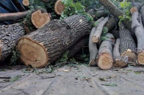 Azərbaycanda ağac kəsən şirkət 27 min manat cərimələndi