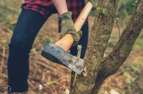 Минэкологии оштрафовало компанию из-за вырубки деревьев