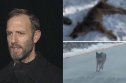 Отец спас сына, убив койота голыми руками - ВИДЕО