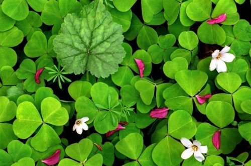 В Азербайджане впервые обнаружена уникальная для Кавказа разновидность клевера