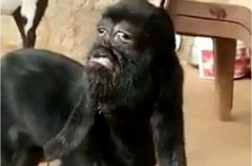 В Индии родился козленок-мутант с «человеческим лицом» - ВИДЕО