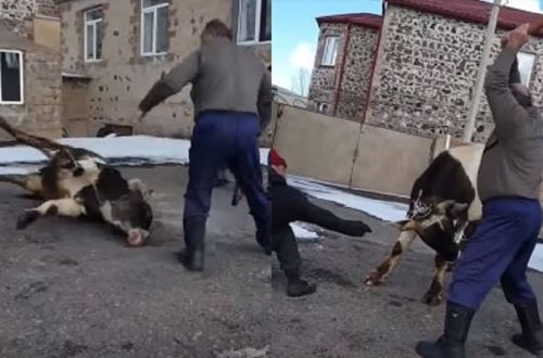 Ermənilərin vəhşiliyinin görüntüsü: İnəyin başını balta ilə kəsdilər (18+VİDEO)