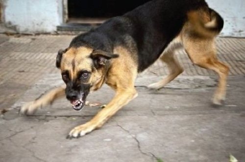 Sərxoş kişinin dişlədiyi it öldü