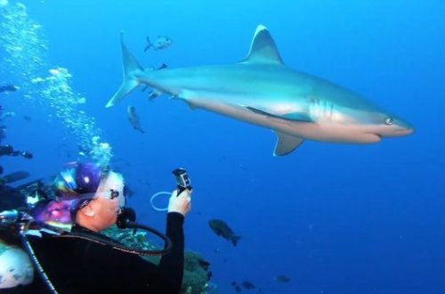 Женщина голыми руками отбилась от акулы – ВИДЕО