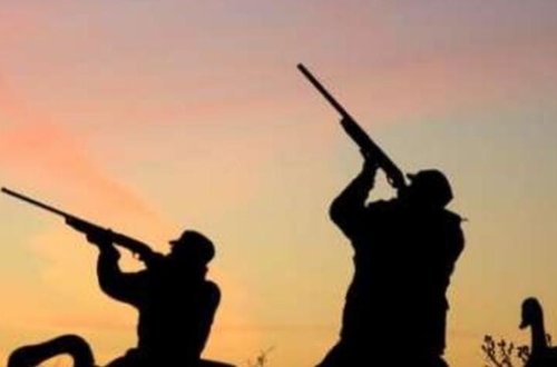 Xəzər dənizində quş ovu qadağan edildi