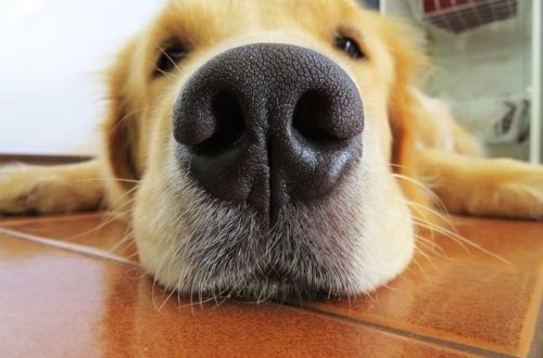 Собака спасла женщину от китайского коронавируса - ФОТО