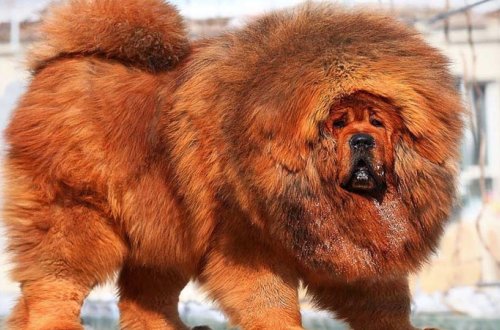 Azərbaycanda 1,5 milyon manata it satılır (FOTO)