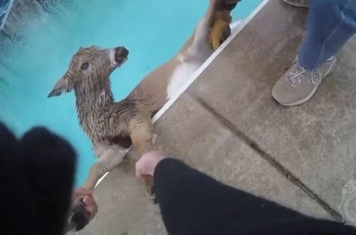 Polis hovuza düşən maralı xilas etdi – VİDEO