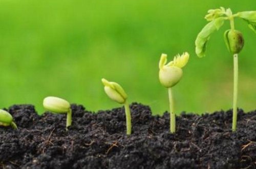 Azərbaycanda viruslara, quraqlığa və xəstəliklərə dayanıqlı toxumların istehsalı başlayır