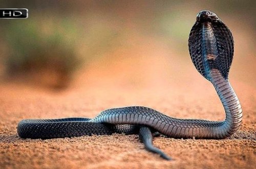 İlanı ilə öyünmək istədi, canından oldu – VİDEO