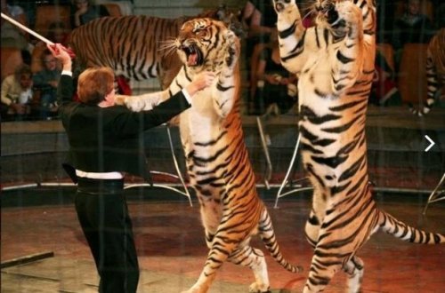 Украина готовится запретить использование животных в цирках