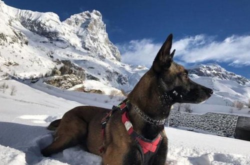 Xilasedici it dağda yoxa çıxandan 16 gün sonra qayıdıb