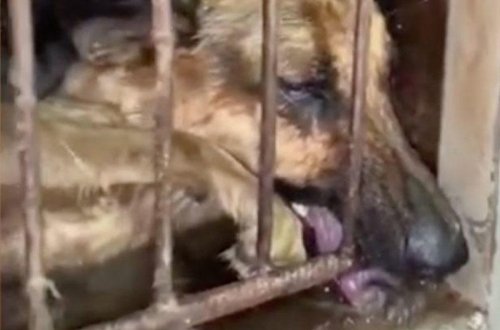 Diri iti oda verib, üstünə qaynar su töküb gülüşən çinlilər - Dəhşətə gətirən VİDEO - FOTO