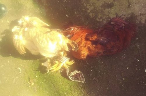 В Баку грабители оставили в доме журналиста задушенных петуха и курицу - ФОТО