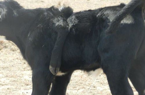Yeni Zelandiyada beşayaqlı buzov doğulub