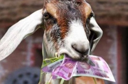 В Сербии зажарили козу, которая съела 20 тысяч евро