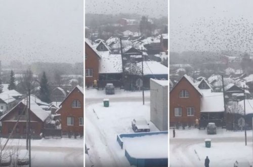 Ac quş sürüsü şəhərə hücum etdi - VİDEO