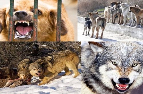 Azərbaycanda ilk dəfə: Vəhşi heyvanlar peyvəndləndi (VİDEO)