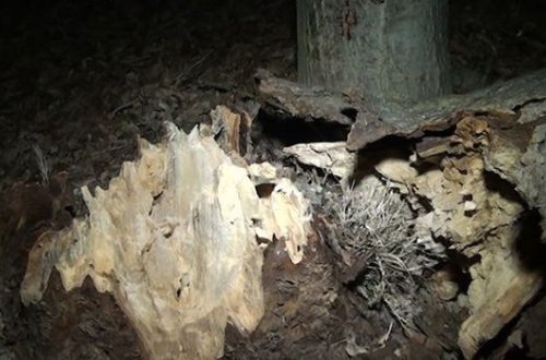 Yevlaxda güclü külək ağacları yola aşırdı - VİDEO