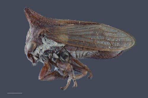 В честь Lady Gaga назвали очередное насекомое